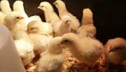 baby chicks